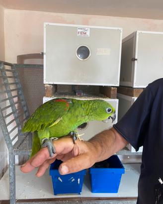 Pappagalli Amazzone Fronte Gialla