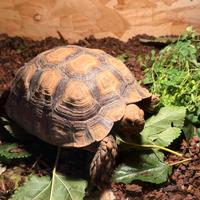 Tartaruga sulcata