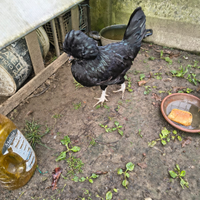 Gallo padovano