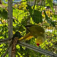 Parrocchetto dal collare