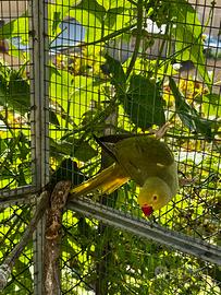 Parrocchetto dal collare