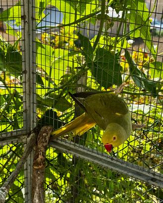 Parrocchetto dal collare