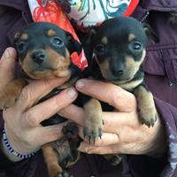 Pinscher nano