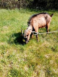 Caprone razza camosciata delle alpi