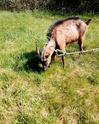 Caprone razza camosciata delle alpi