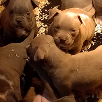 American bully Pocket