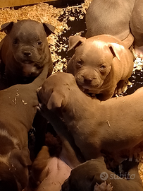 American bully Pocket