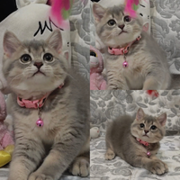 Gattina british