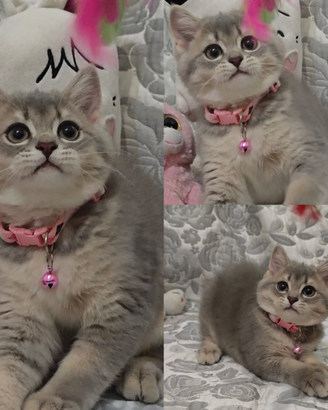 Gattina british
