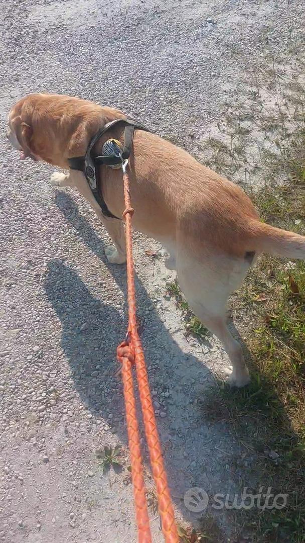 ABAKUHAUS Cani Tovaglietta Americana Set di 4, Ritratto triste