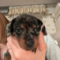 Cucciolo bassotto