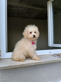 Disponibile cucciola barboncina bianca