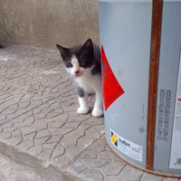 Gattino bianco e nero