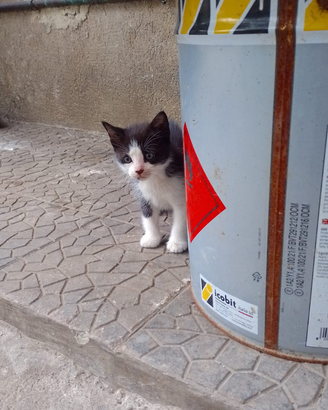 Gattino bianco e nero