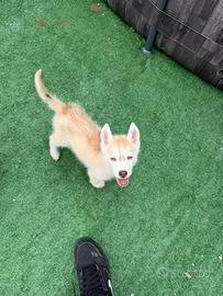 Siberian Husky con pedigree enci
