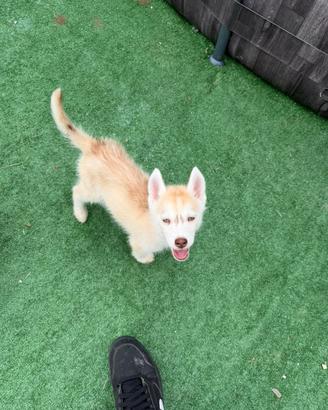 Siberian Husky con pedigree enci