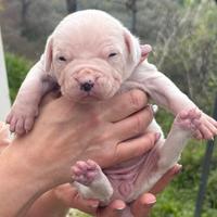 Cuccioli dogo argentino