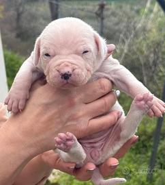Cuccioli dogo argentino