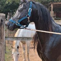 Stallone P.S.A morello