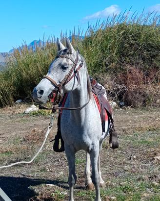 Cavalla araba