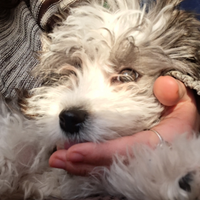 Cagnolina maltipoo