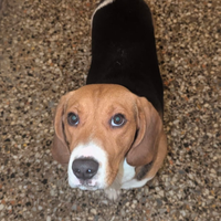 Cane Beagle maschio