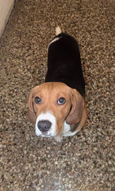 Cane Beagle maschio