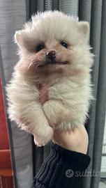 Femmina Pomernaia spitz