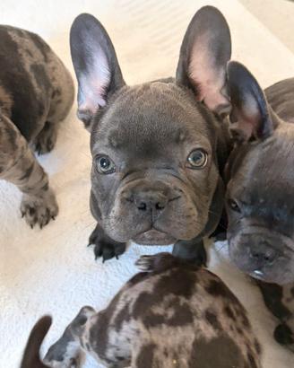 Bulldog Francese Cuccioli