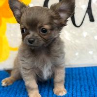 Chihuahua maschietto dolcissimo