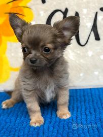 Chihuahua maschietto dolcissimo