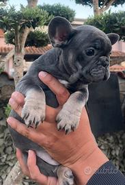 Bulldog francese blu