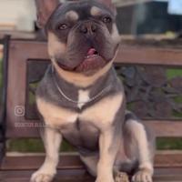Bulldog Francese Lilac Tan