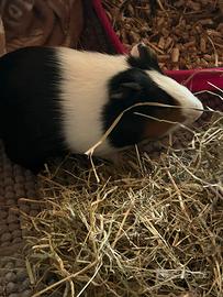Cavia