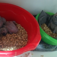 Pulli di pappagallo cenerino