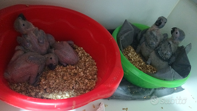 Pulli di pappagallo cenerino