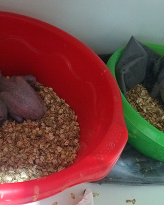 Pulli di pappagallo cenerino