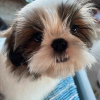 Cuccioli Shihtzu