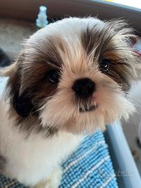 Cuccioli Shihtzu