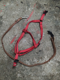 Pettorina e guinzaglio