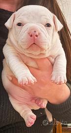 American bully