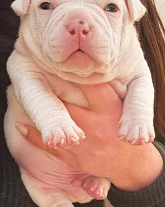 American bully