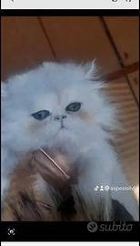 Gatto biancanevr