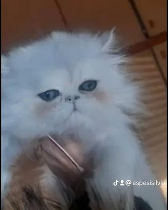 Gatto biancanevr