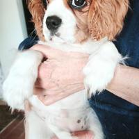 Cucciola di Cavalier King Charles Spaniel - Genova