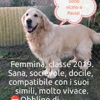 Cuccioli golden retriever