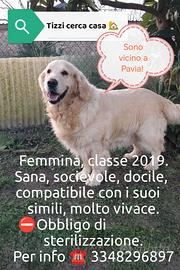 Cuccioli golden retriever