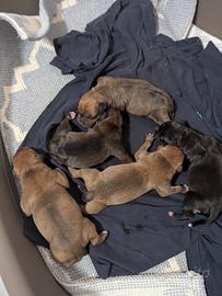 Nascita Cuccioli Staffordshair Bull terrier 