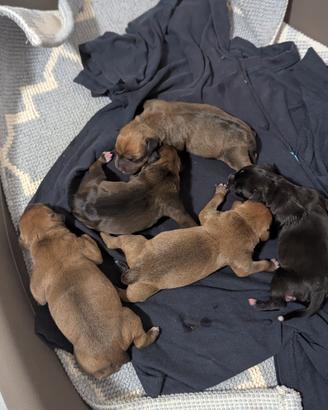 Nascita Cuccioli Staffordshair Bull terrier 
