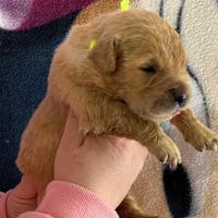 Golden Retriever Americani